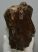 Mammuthus primigenius tooth (2077 grams) Woolly Mammoth