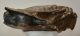 Mammuthus primigenius tooth (2077 grams) Woolly Mammoth