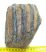 Mammuthus meridionalis részleges fog (1258 gramm)