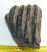 Mammuthus meridionalis részleges fog (1258 gramm)