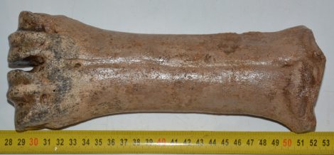 Bison priscus metacarpus csont (245 mm)