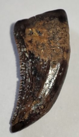 Richardoestesia gilmorei tooth from Montana