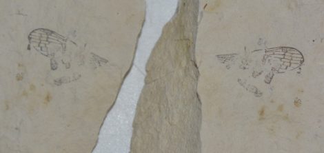 Miocene Hymenoptera wing fossil from Hungary