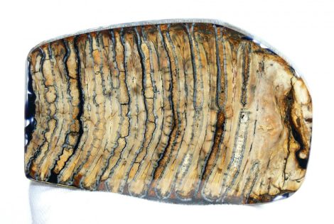 Stabilizált gyapjas mamut fog szelet (14 x 9 x 1 cm)
