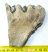 Mammuthus meridionalis részleges fog (363 gramm)