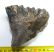 Mammuthus meridionalis részleges fog (526 gramm)