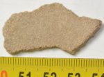 Saltasaurus sp. Dinosaurus Eggshell ( 41,6 mm x 23,3 mm)