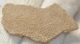 Saltasaurus sp. Dinosaurus Eggshell ( 41,6 mm x 23,3 mm)