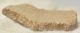 Saltasaurus sp. Dinosaurus Eggshell ( 41,6 mm x 23,3 mm)