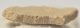 Saltasaurus sp. Dinosaurus Eggshell ( 41,6 mm x 23,3 mm)
