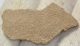 Saltasaurus sp. Dinosaurus Eggshell ( 41,6 mm x 23,3 mm)