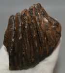 Mammuthus primigenius partial tooth (483 grams)