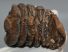 Mammuthus primigenius partial tooth (483 grams)