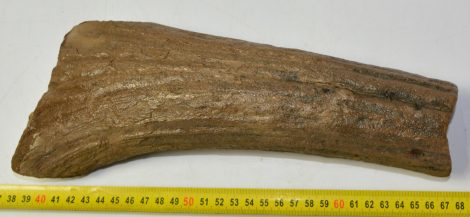 Alces latifrons partial antler (294 mm) SOLD (LA) 02