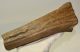 Alces latifrons partial antler (294 mm) SOLD (LA) 02