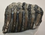 Mammuthus meridionalis részleges fog (1300 gramm)