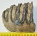 Mammuthus meridionalis partial tooth (1001 grams)