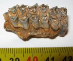 Tragospira pannonica felső fogsor 3 db foggal  ELFOGYOTT KH