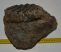 Mammuthus meridionalis partial jaw (2740 grams) Mammuthus meridionalis partial jaw (2740 grams)