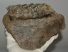 Mammuthus meridionalis partial jaw (2740 grams) Mammuthus meridionalis partial jaw (2740 grams)