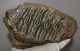 Mammuthus meridionalis partial jaw (2740 grams) Mammuthus meridionalis partial jaw (2740 grams)