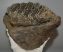 Mammuthus meridionalis partial jaw (2740 grams) Mammuthus meridionalis partial jaw (2740 grams)