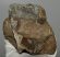 Mammuthus meridionalis partial jaw (2740 grams) Mammuthus meridionalis partial jaw (2740 grams)