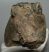 Mammuthus meridionalis partial jaw (2740 grams) Mammuthus meridionalis partial jaw (2740 grams)