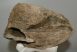 Mammuthus meridionalis partial jaw (2740 grams) Mammuthus meridionalis partial jaw (2740 grams)