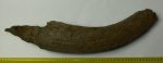 Bison priscus partial horn bone ( 497 mm)