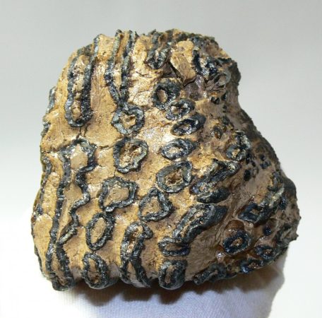 Mammuthus primigenius partial tooth (887 grams)
