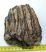 Mammuthus primigenius részleges fog (887 gramm)