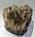 Mammuthus primigenius partial tooth (887 grams)