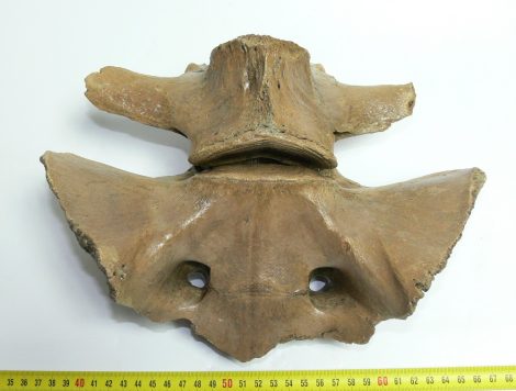 Bison priscus sacrum & lunar vertebra (275 mm)