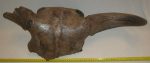 2,4-0,7 Million years old Bison sp. skull SOLD (DM) 08