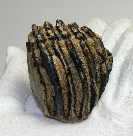 Mammuthus primigenius részleges fog (171 gramm)