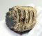 Mammuthus primigenius partial tooth ((171 grams)