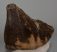 Mammuthus primigenius tooth (835 grams)