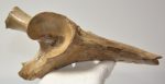 Equus sp. partial pelvic bone