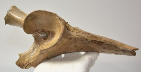 Equus sp. partial pelvic bone