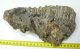 Mammuthus meridionalis tooth (1456 grams) Southern mammoth molar