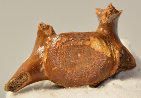 Seal partial vertebra bone from Netherland