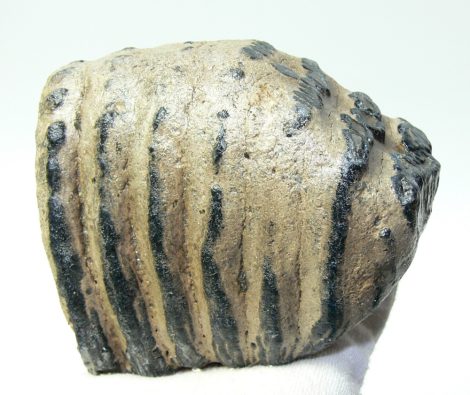 Mammuthus meridionalis részleges fog (1086 gramm)