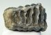 Mammuthus meridionalis partial tooth (1086 grams)