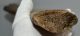 Mammuthus cf. primigenius részleges borda csont (514 mm)