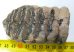 Mammuthus meridionalis részleges fog (253 gramm)