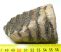 Mammuthus meridionalis részleges fog (253 gramm)