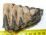 Mammuthus meridionalis partial tooth (253 grams)