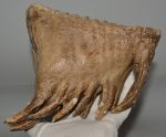 Mammuthus primigenius részleges fog  (2392 gramm)