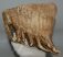 Mammuthus primigenius részleges fog  (2392 gramm)